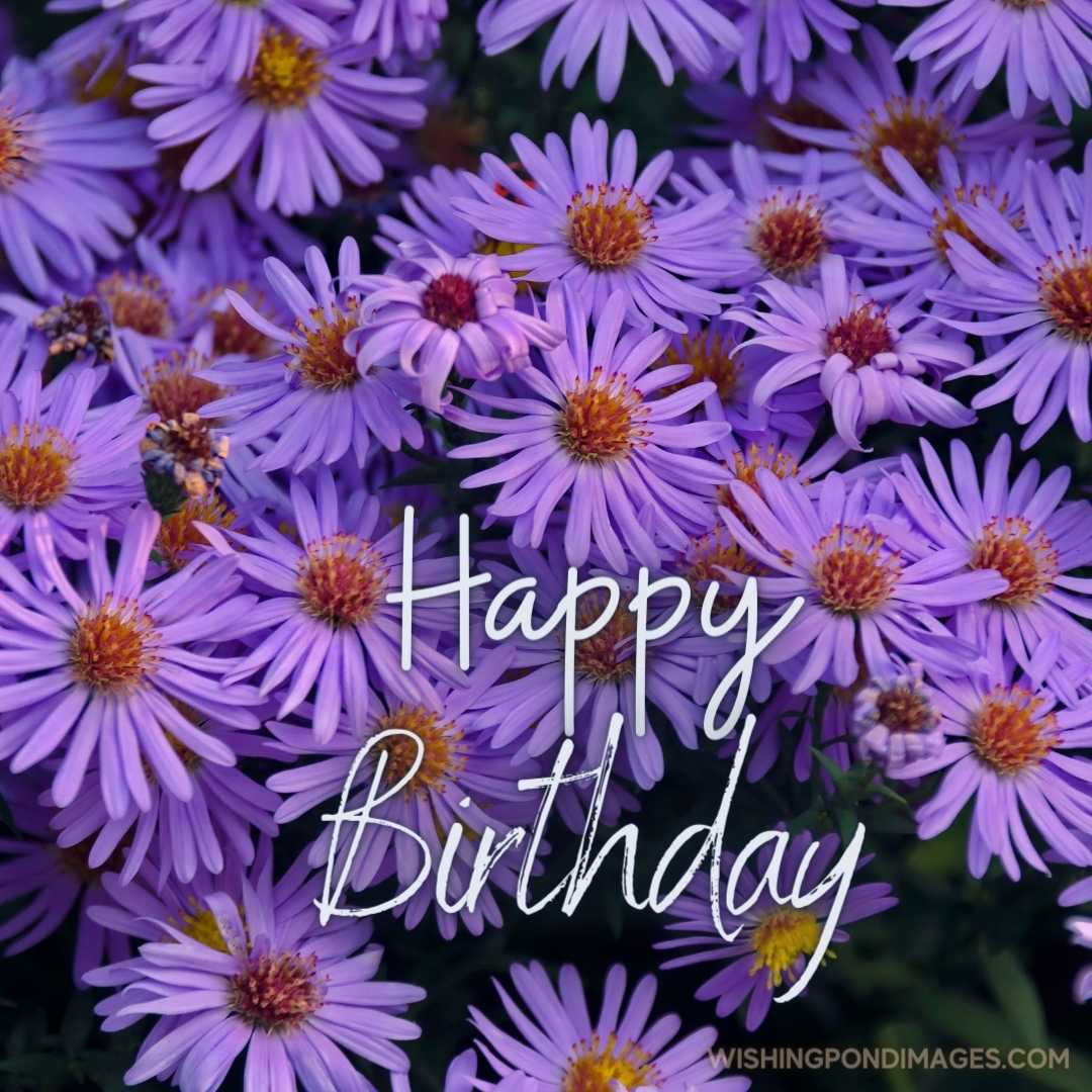 A beautiful image of Cape marguerite flowers. Happy Birthday Purple Flower Images